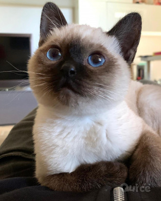 Cuccioli di siamese thai splendidi foto-45969