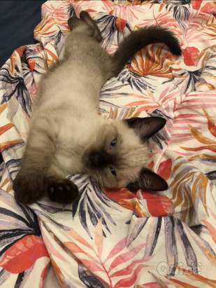 Cuccioli di siamese thai splendidi  foto-393398