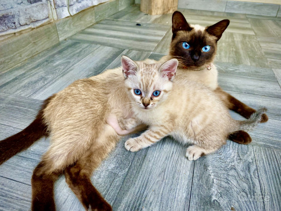 Incrocio Tra Siamese e Blue Point foto-394837