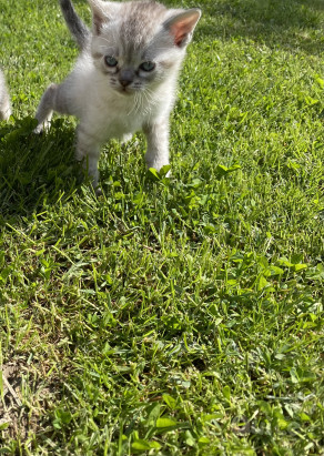 Incrocio Tra Siamese e Blue Point foto-394840