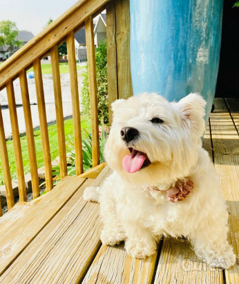 Cucciolo di westie affettuoso disponibile per l'adozione foto-46196