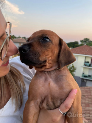 10 Cuccioli Rhodesian Ridgeback pedigree campioni foto-401072