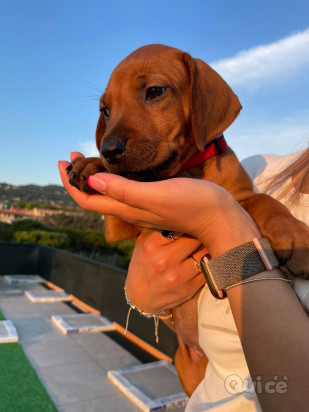 10 Cuccioli Rhodesian Ridgeback pedigree campioni foto-401073