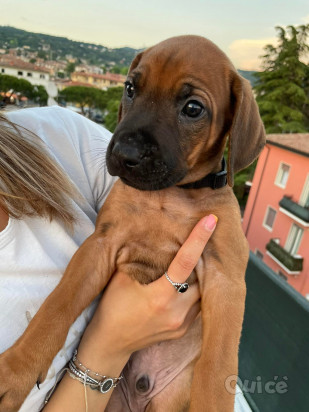 10 Cuccioli Rhodesian Ridgeback pedigree campioni foto-401070