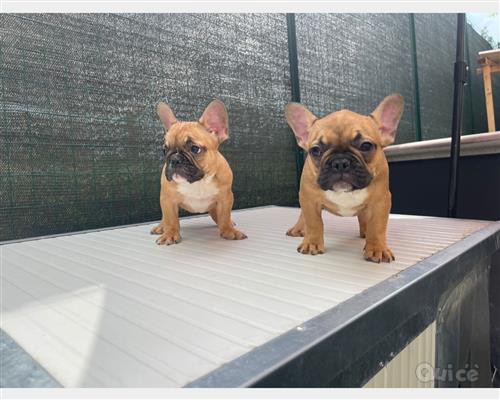 BULLDOG FRANCESE  foto-404571
