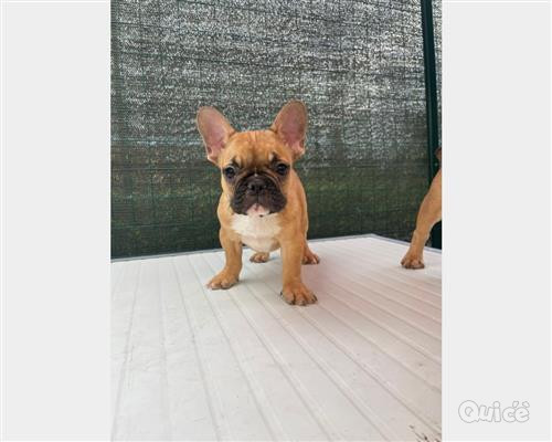 BULLDOG FRANCESE  foto-404572