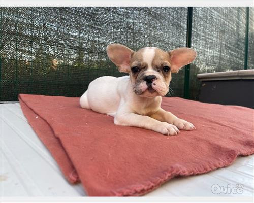 BULLDOG FRANCESE  foto-404574