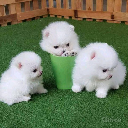 cuccioli di Pomerania per una buona casa foto-404575