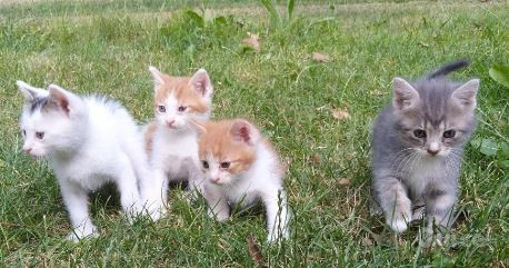 Regalo Gattini foto-47291