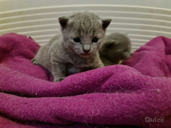 Incantevole micina razza Blu di Russia foto-405749