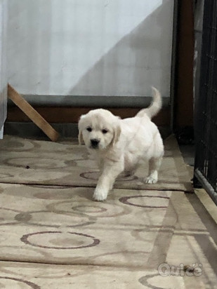 Cuccioli Golden retriever foto-412520