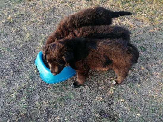 Cuccioli Lagorai  foto-47987