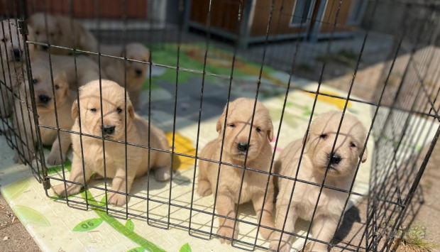 Cuccioli Golden Retriever subito disponibili foto-413440