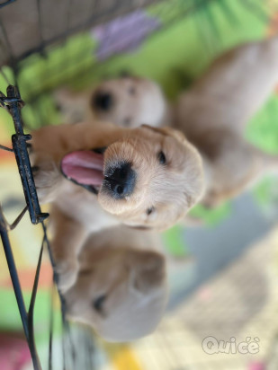 Cuccioli Golden Retriever subito disponibili foto-413439