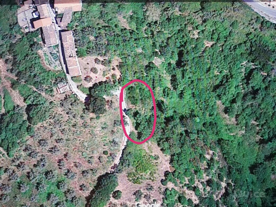 Terreno Agricolo [uliveto] – Scigliano (CS) foto-425861