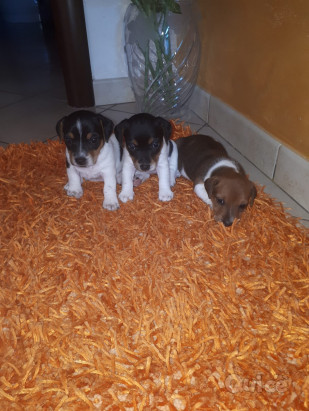 Cuccioli jack russell  foto-426844