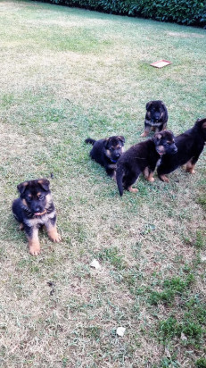 Pastore tedesco  foto-430090