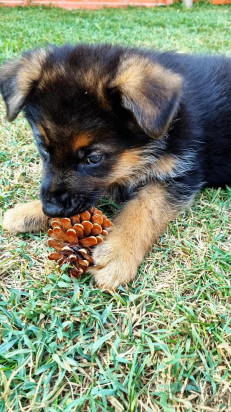 Pastore tedesco foto-49933