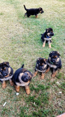 Pastore tedesco  foto-430091