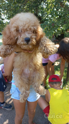 Barboncino  foto-430092