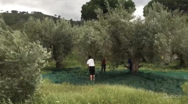 Olio extravergine di oliva biologico 100% siciliano foto-432916