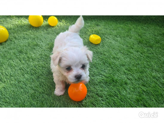 Bellissimi cuccioli maltesi foto-437033