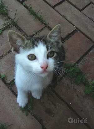 Regalo gattino foto-8117