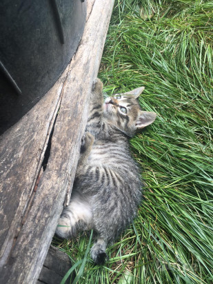 Regalo gattini foto-46172