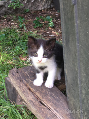 Regalo gattini foto-46170