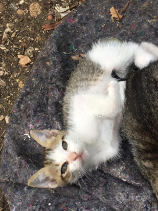 Regalo gattini foto-8137