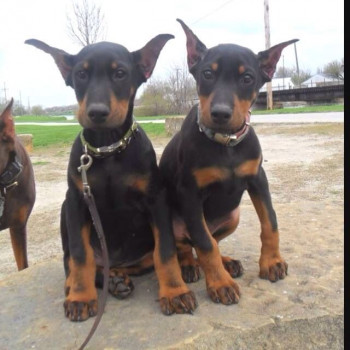 Disponibili per la vendita cuccioli di doberman pinscher