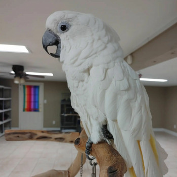 Vendo pappagallo Cacatua Ducorps