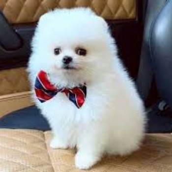 Bellissimi cuccioli di Pomerania