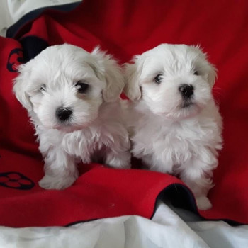 Cuccioli Maltese