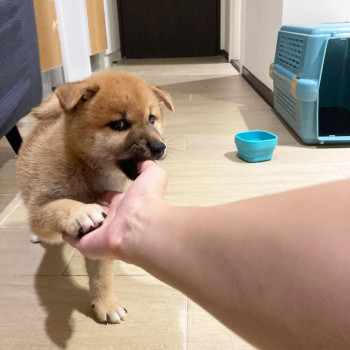 Cuccioli di Shiba Inu maschi e femmine