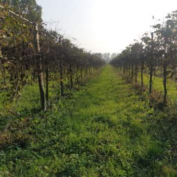 Terreno in vendita a Correggio (Reggio nell'Emilia)