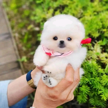 Bellissimi cuccioli di Pomerania per una buona casa