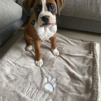 Cuccioli di Boxer di 11 settimane