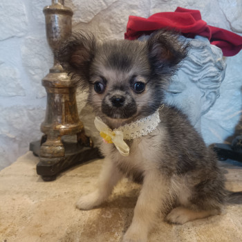 Chihuahua cuccioli in vendita
