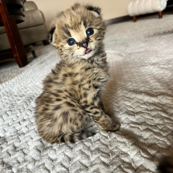   Savannah gattini serval e caracal di 4 settimane.