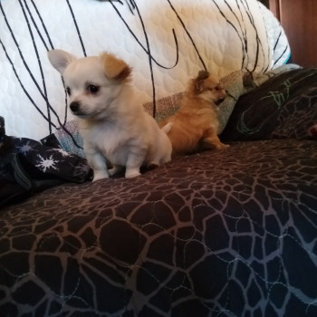 Chihuahua a pelo lungo