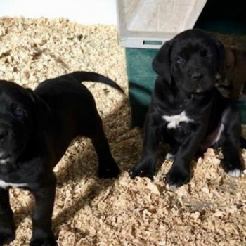 Cuccioli di Cane Corso 