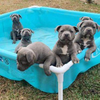 Cuccioli di Staffordshire Bull Terrier