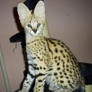 Disponibili gattini serval, savana e caracal
