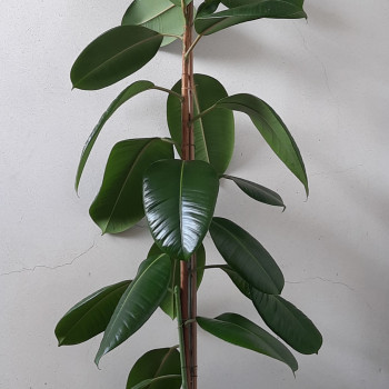Ficus Robusta 