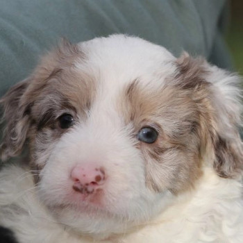 Border Collie fantasma Merle