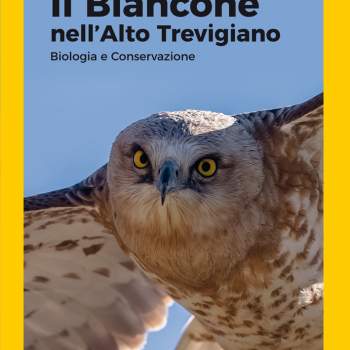 Il Biancone nell'Alto Trevigiano