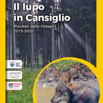 Il lupo in Cansiglio