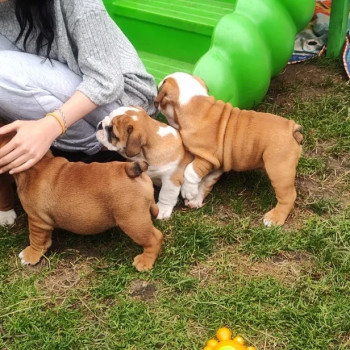 Cuccioli Di Bulldog Inglese.