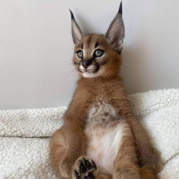 gattino caracal, caracat disponibile